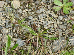 Roeseliana roeselii
