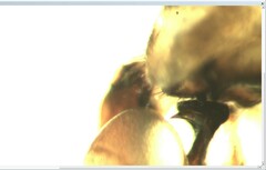 Pholcus alticeps