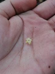 Sideroxylon foetidissimum