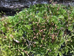 Rosulabryum