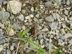 Roeseliana roeselii