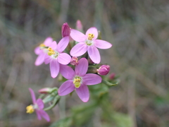 Centaurium