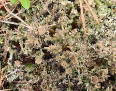 Cladonia turgida