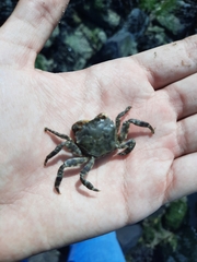 Hemigrapsus sanguineus