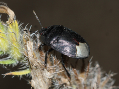 Cydnidae
