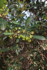 Dodonaea viscosa spatulata