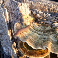 Trametes hirsuta