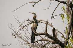 Anhinga rufa
