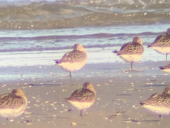 Calidris ferruginea