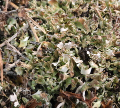 Cladonia turgida