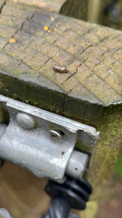Cochlicopa lubrica
