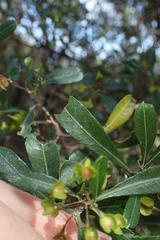 Dodonaea viscosa spatulata