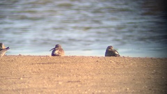 Calidris ferruginea