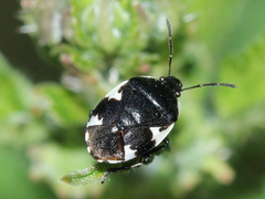 Tritomegas sexmaculatus