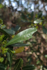 Dodonaea viscosa spatulata