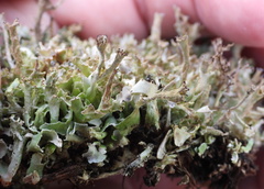 Cladonia turgida