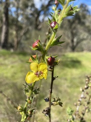 Verbascum virgatum