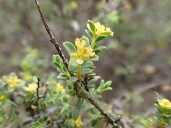 Pimelea serpyllifolia serpyllifolia