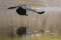 Anhinga rufa