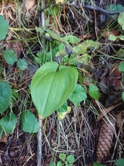 Maianthemum bifolium