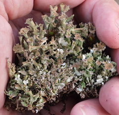 Cladonia turgida