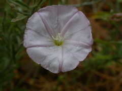 Convolvulus oleifolius