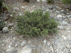 Pimelea serpyllifolia serpyllifolia