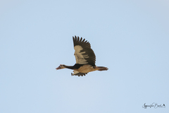 Plectropterus gambensis