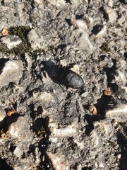 Meloe rugosus