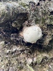 Reticularia lycoperdon