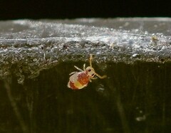 Deuterosminthurus bicinctus