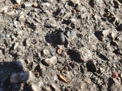 Meloe rugosus