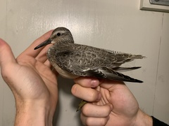 Calidris canutus