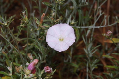 Convolvulus oleifolius