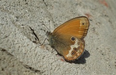 Coenonympha arcania