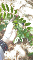 Styphnolobium affine