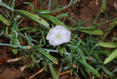 Convolvulus oleifolius