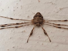 Dicranopalpus ramosus