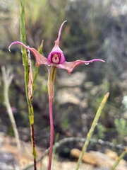 Disperis capensis capensis