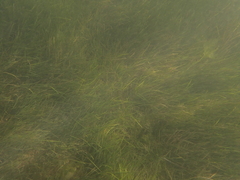 Zostera noltei