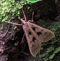 Mecyna asinalis
