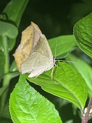 Prochoerodes lineola