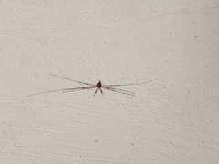 Dicranopalpus ramosus