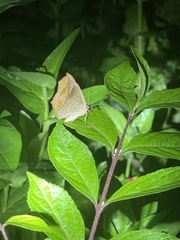 Prochoerodes lineola