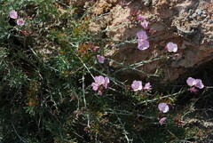Convolvulus oleifolius