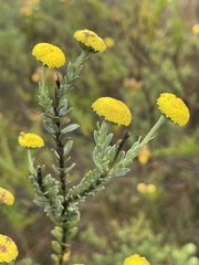 Schistostephium umbellatum