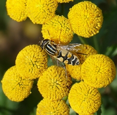 Helophilus trivittatus
