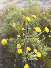 Schistostephium umbellatum