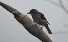 Colluricincla harmonica