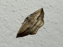 Lepidoptera